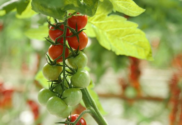 The Grower Files Watermanagement Tomaten Small